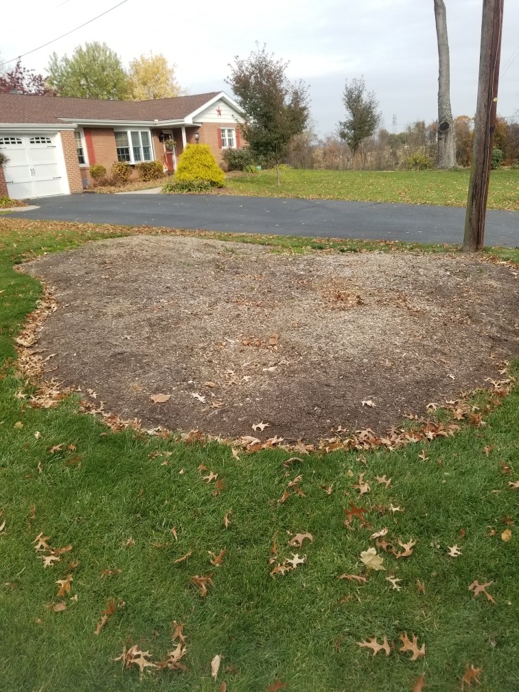 Large patch of completely dead grass and exposed dry soil in a York, PA lawn before any restoration work