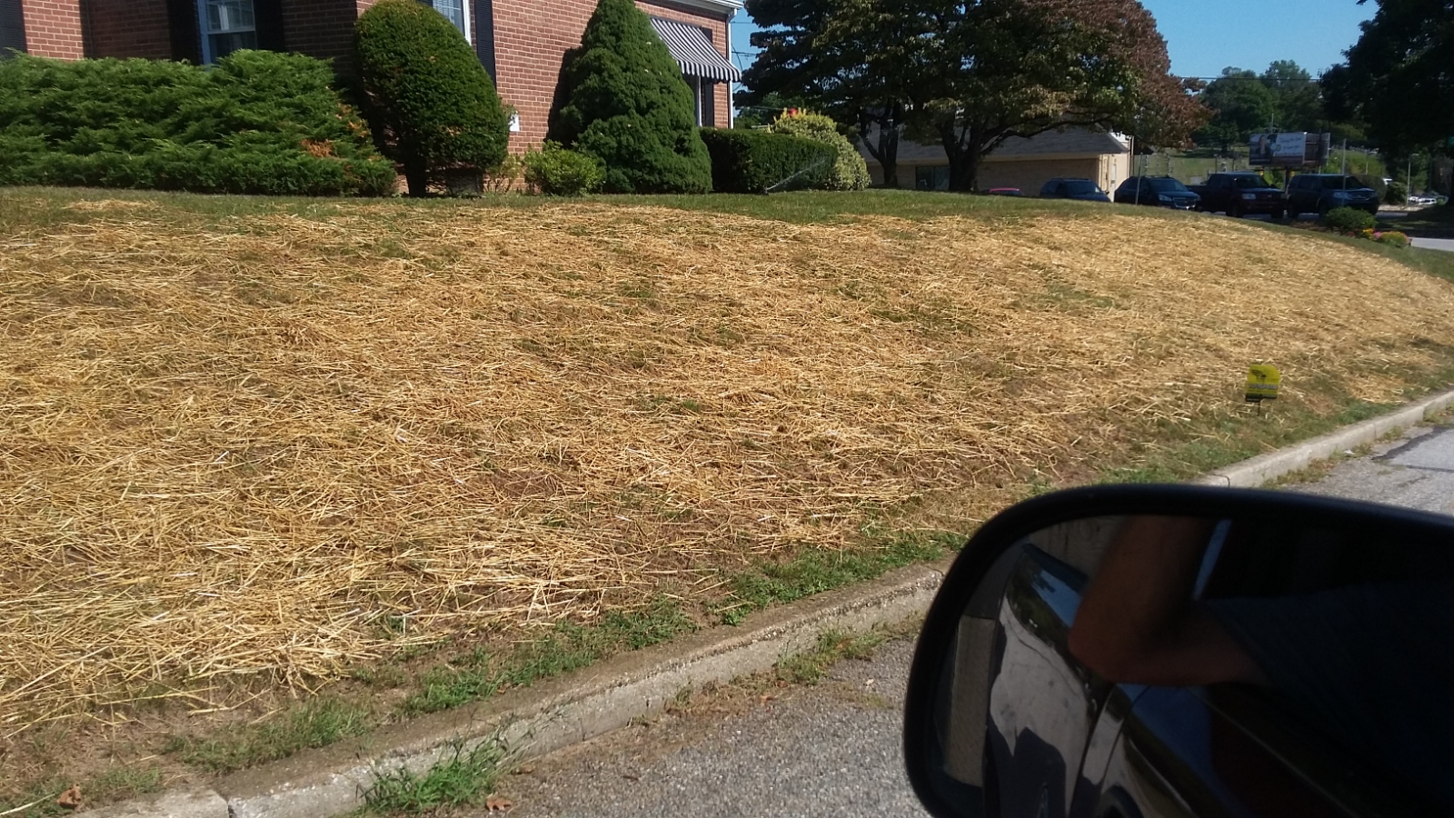 Lawn in York, PA during restoration process after power thatching and aeration, showing loosened soil and exposed grass roots