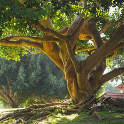 Spring & Fall Cleanup